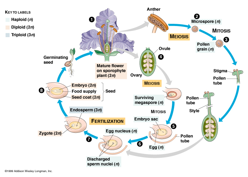 lifecycle1